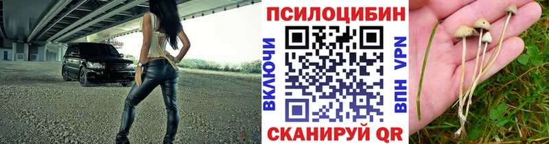 Галлюциногенные грибы Psilocybine cubensis  Олёкминск 